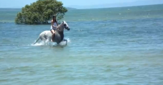 los caballos se bañan en el mar